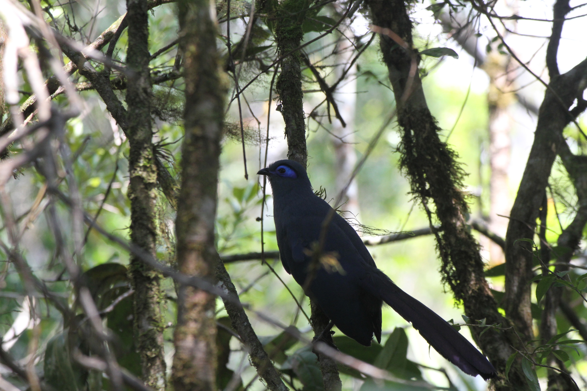 Blue Coua (Coua caerulea), photo 6