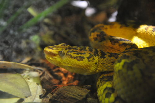 McGregor's Tree Viper, Trimeresurus mcgregori
