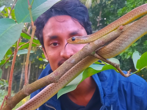 Indo-Chinese Rat Snake