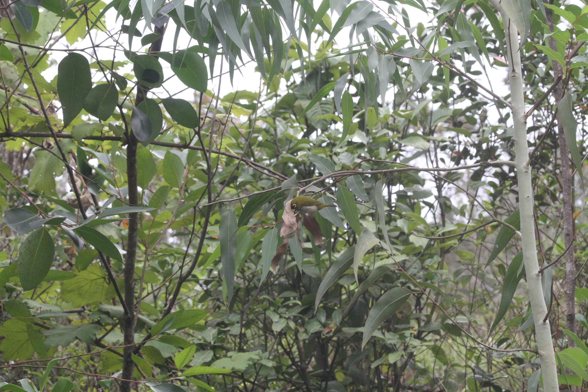 Malagasy White-eye (Zosterops maderaspatanus), photo 5