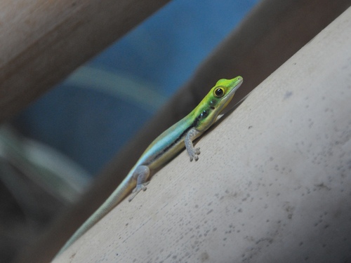 Klemmer's Day Gecko, Phelsuma klemmeri