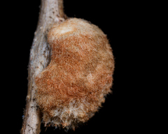 Striatoandricus aciculatus