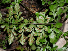 Asplenium difforme