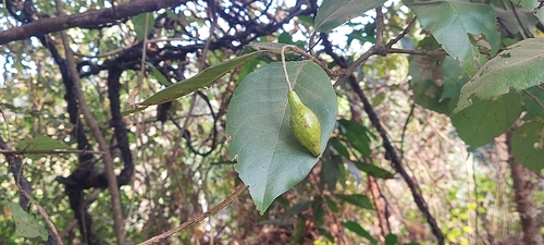 Terminalia chebula observed 2025-12-25