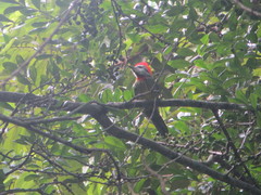 Xiphidiopicus percussus