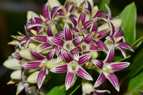 Parsonsia flexuosa