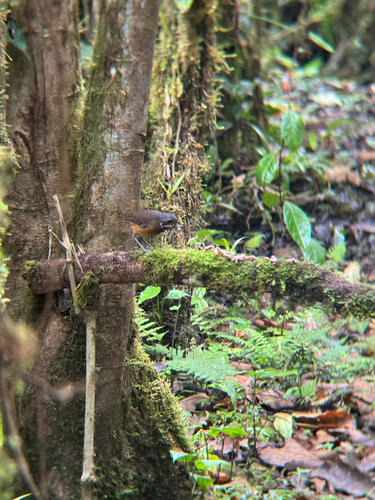 Moustached Antpitta (Grallaria alleni), photo 8
