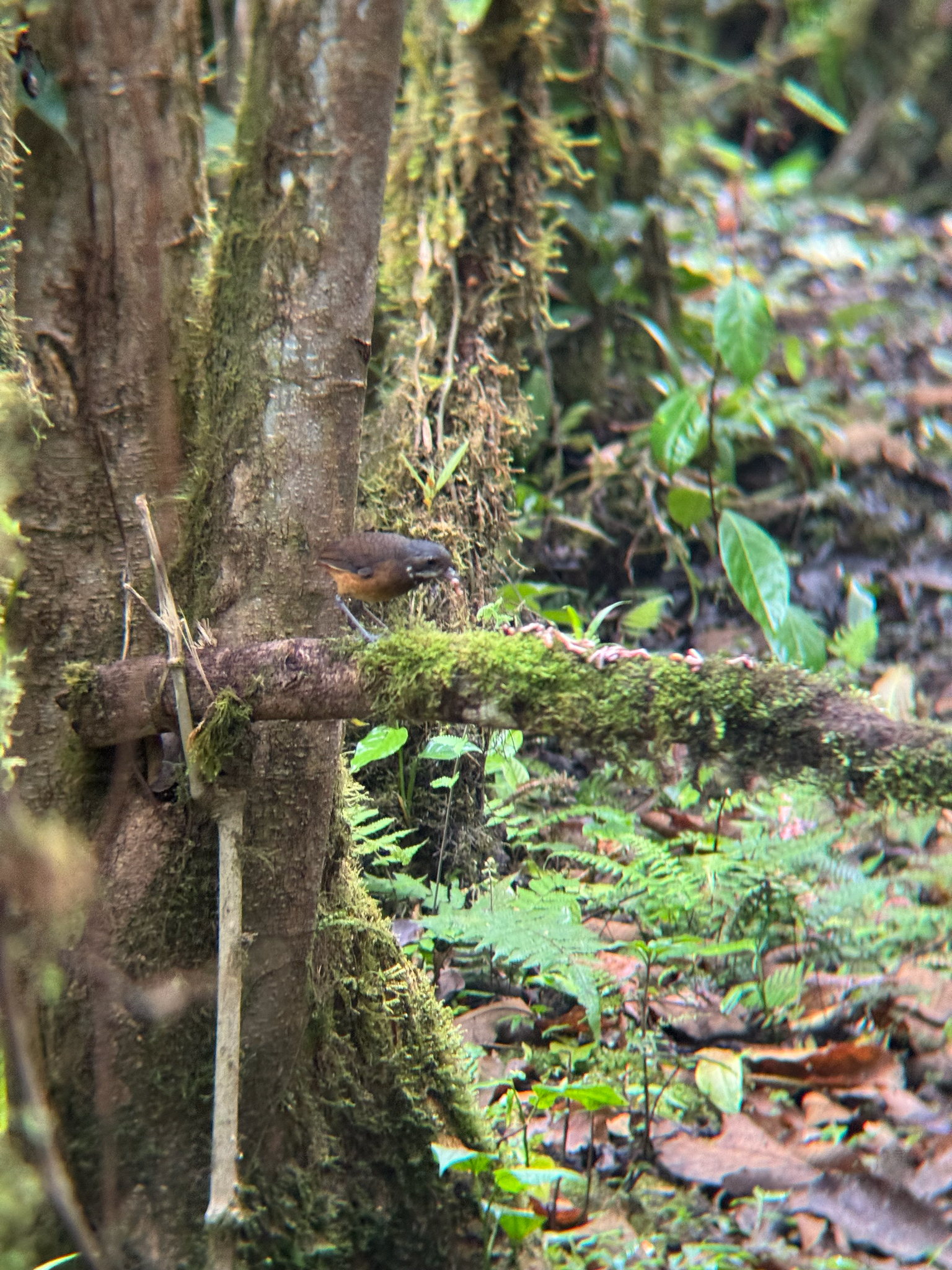 Moustached Antpitta (Grallaria alleni), photo 4