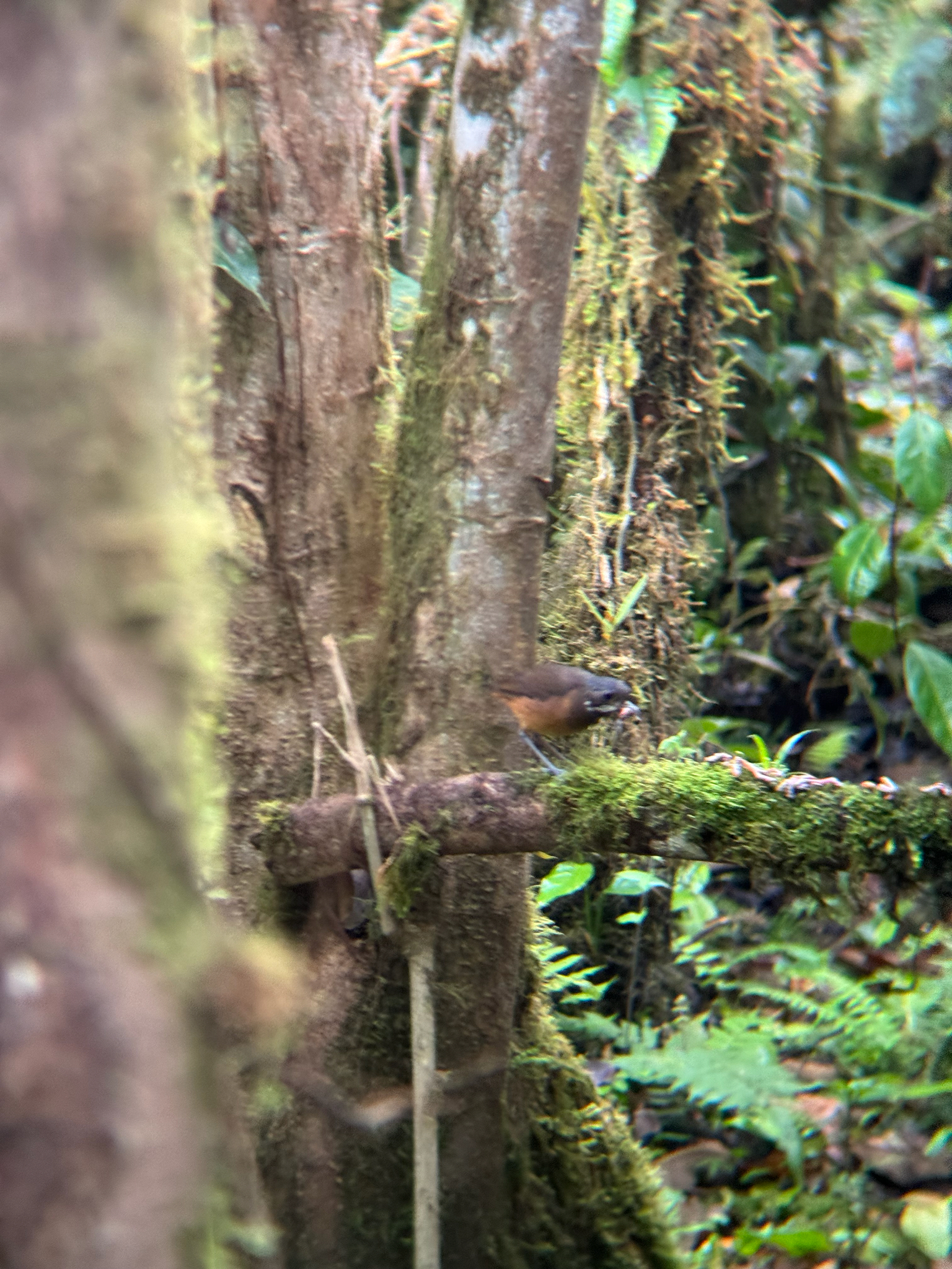 Moustached Antpitta (Grallaria alleni), photo 3