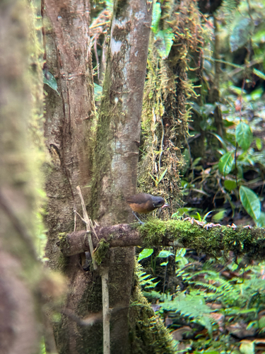 Moustached Antpitta (Grallaria alleni)