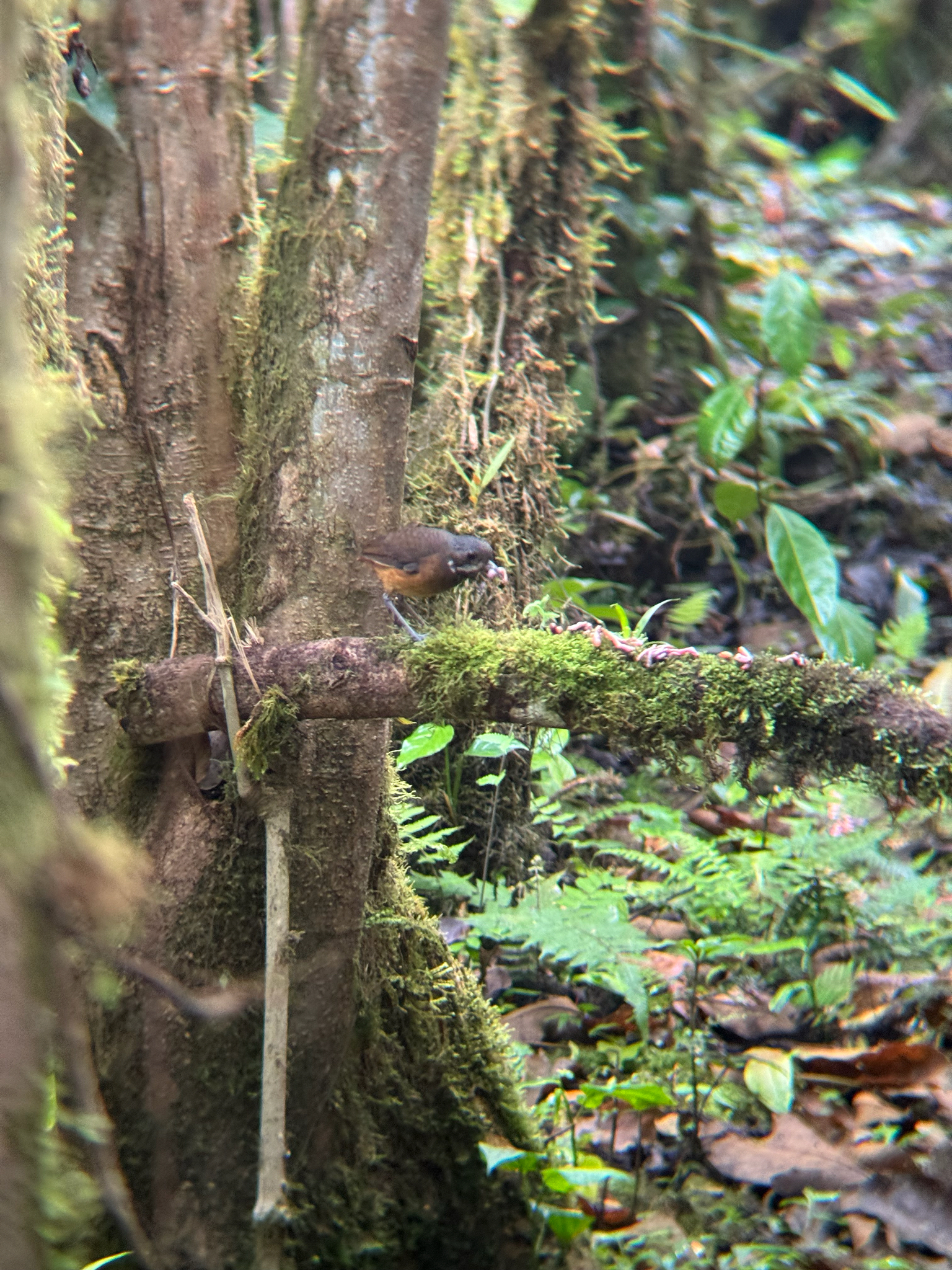 Moustached Antpitta (Grallaria alleni), photo 2