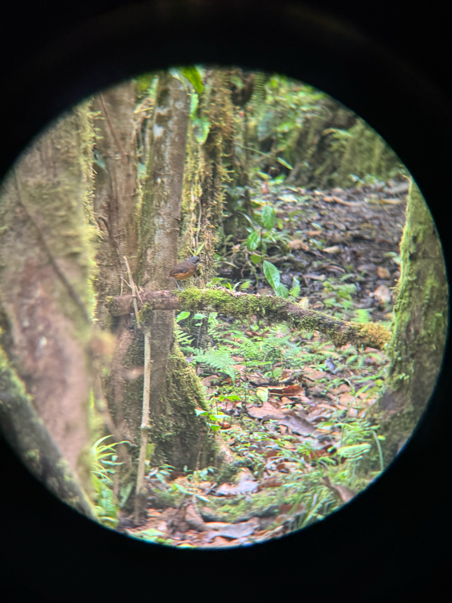 Moustached Antpitta (Grallaria alleni), photo 5