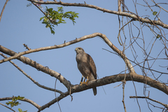 Buteo ridgwayi