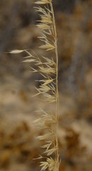 Ehrharta villosa