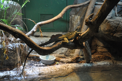 Weber's Sailfin Lizard, Hydrosaurus weberi