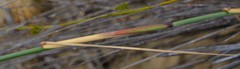 Ehrharta villosa