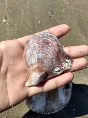 Pteria