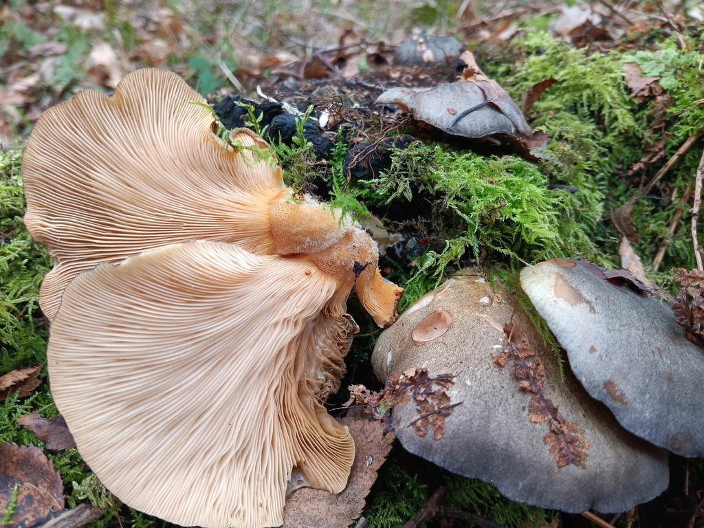 Sarcomyxa serotina · December 2025 · photo: © considerthelilies (iNaturalist, cc-by)