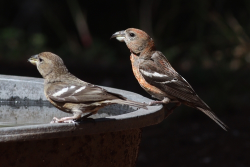 Hispaniolan Crossbill (Loxia megaplaga), photo 5