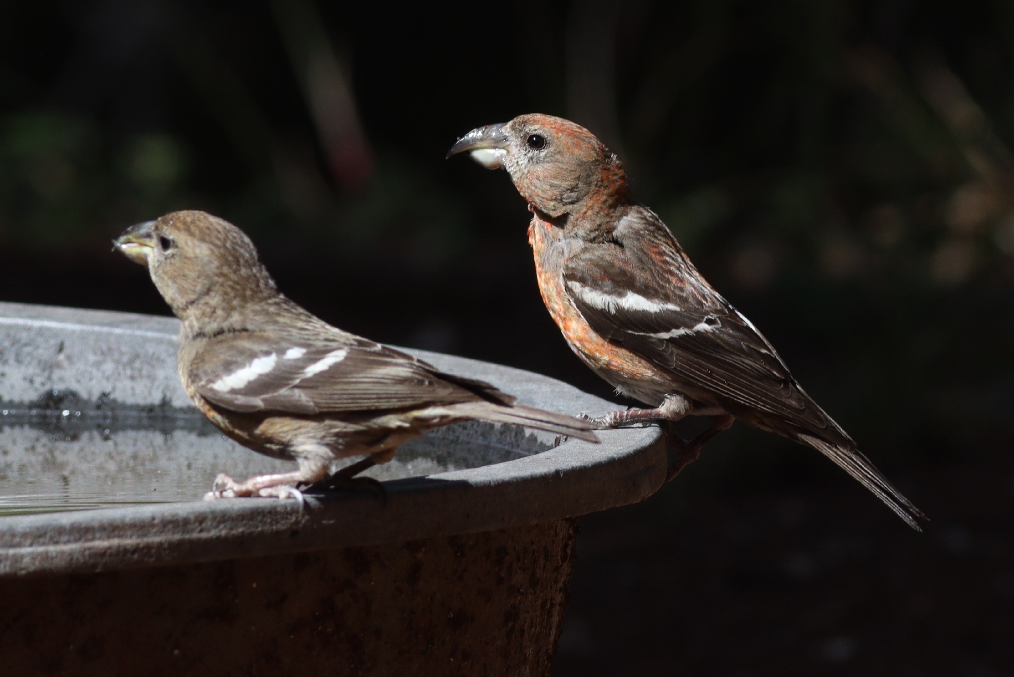 Hispaniolan Crossbill (Loxia megaplaga), photo 5
