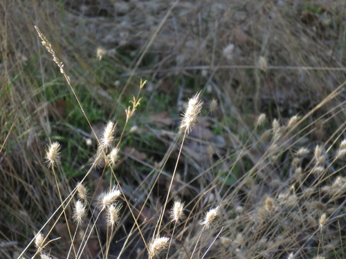 iNaturalist observation photo of bristly dogtail grass