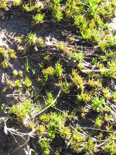 iNaturalist observation photo of hornworts