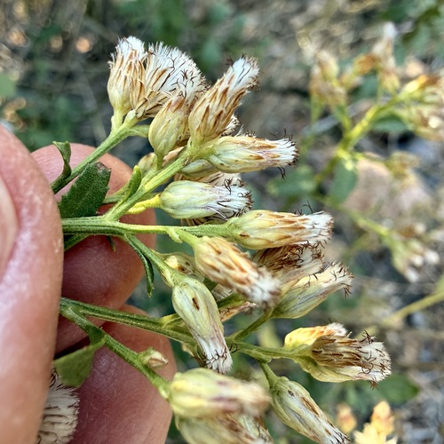 Arizona Baccharis (Baccharis thesioides)