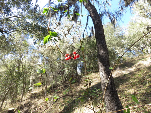 iNaturalist observation photo of Pink Honeysuckle