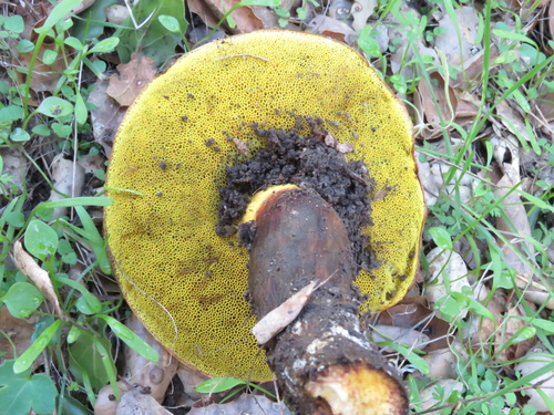 iNaturalist observation photo of viscid bolete