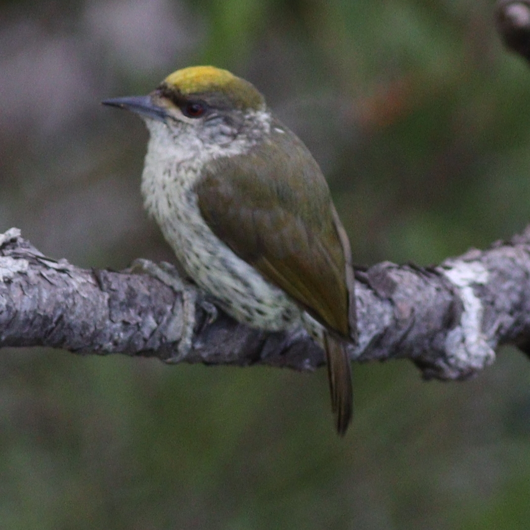 Antillean Piculet (Nesoctites micromegas), photo 4