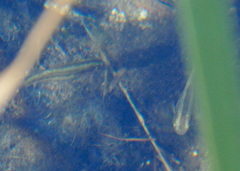 Crenichthys baileyi moapae