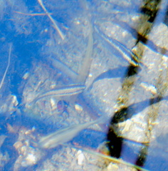 Crenichthys baileyi moapae
