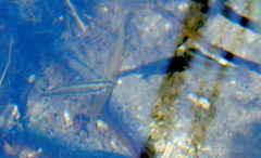Crenichthys baileyi moapae
