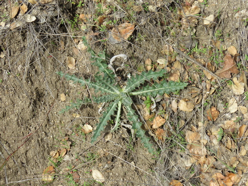 iNaturalist observation photo of Cobwebby Thistle