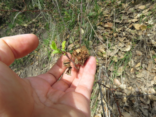 iNaturalist observation photo of Spiny Leaf Gall Wasp