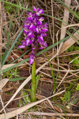 Anacamptis morio morio
