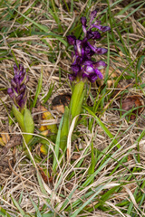 Anacamptis morio morio