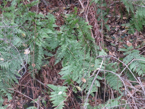 iNaturalist observation photo of coastal woodfern