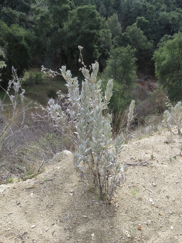 iNaturalist observation photo of Woolly Yerba Santa