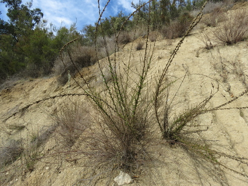 iNaturalist observation photo of Sierra Snapdragon