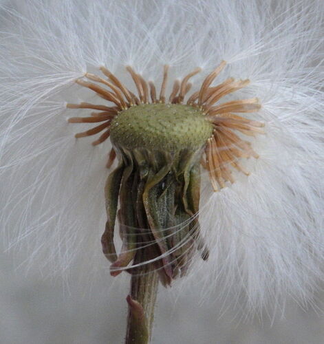 Ankstyvasis šalpusnis nuotrauka