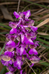 Anacamptis morio morio
