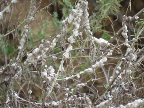 iNaturalist observation photo of Sagebrush Woolly Stem Gall Midge