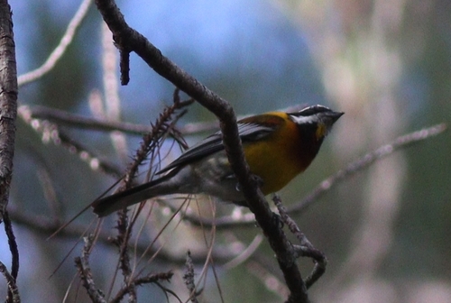 Hispaniolan Spindalis (Spindalis dominicensis), photo 6