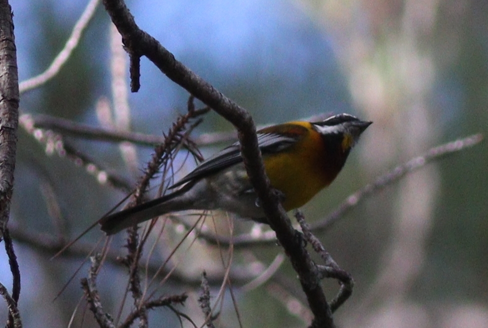 Hispaniolan Spindalis (Spindalis dominicensis), photo 6