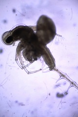 Bythotrephes longimanus