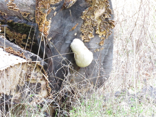 iNaturalist observation photo of lion's-mane mushroom