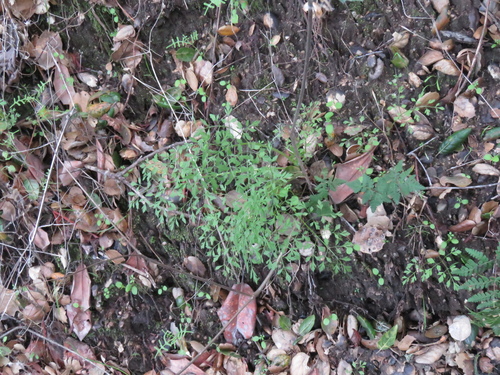 iNaturalist observation photo of Poison sanicle