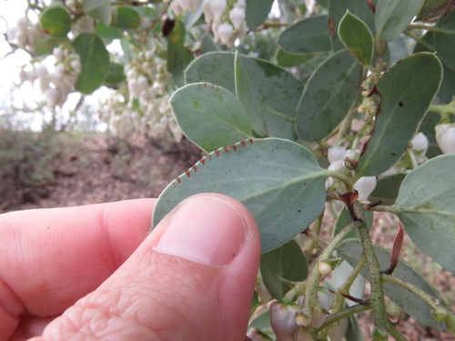 iNaturalist observation photo of Insects