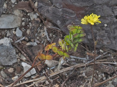 Biscutella didyma apula